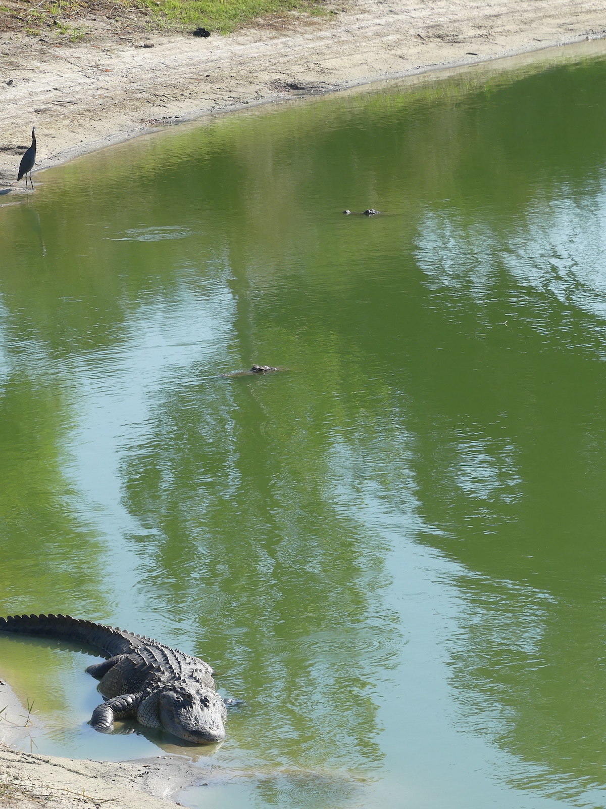 Alligators In Pond Next To Riverbend Recreation Center In The Villages