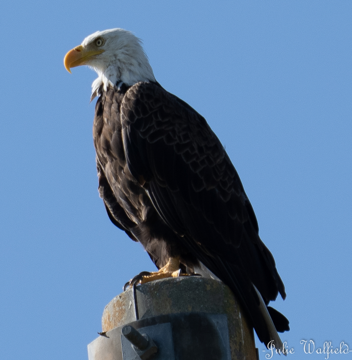 Bald Eagle Standing At Attention In Spanish Springs