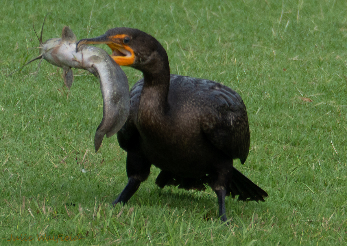 Cormorant Catches Huge Catfish At Hogeye Pathway In The Villages
