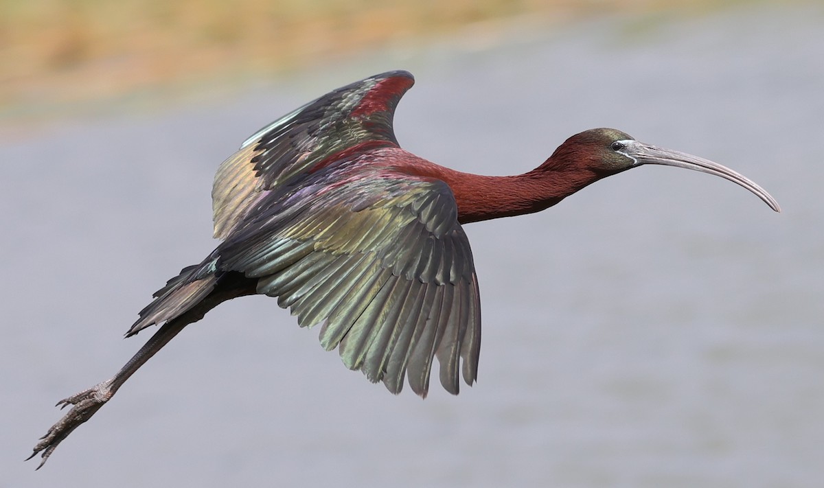 Glossy Ibis Flying Over Pond On Hogeye Pathway