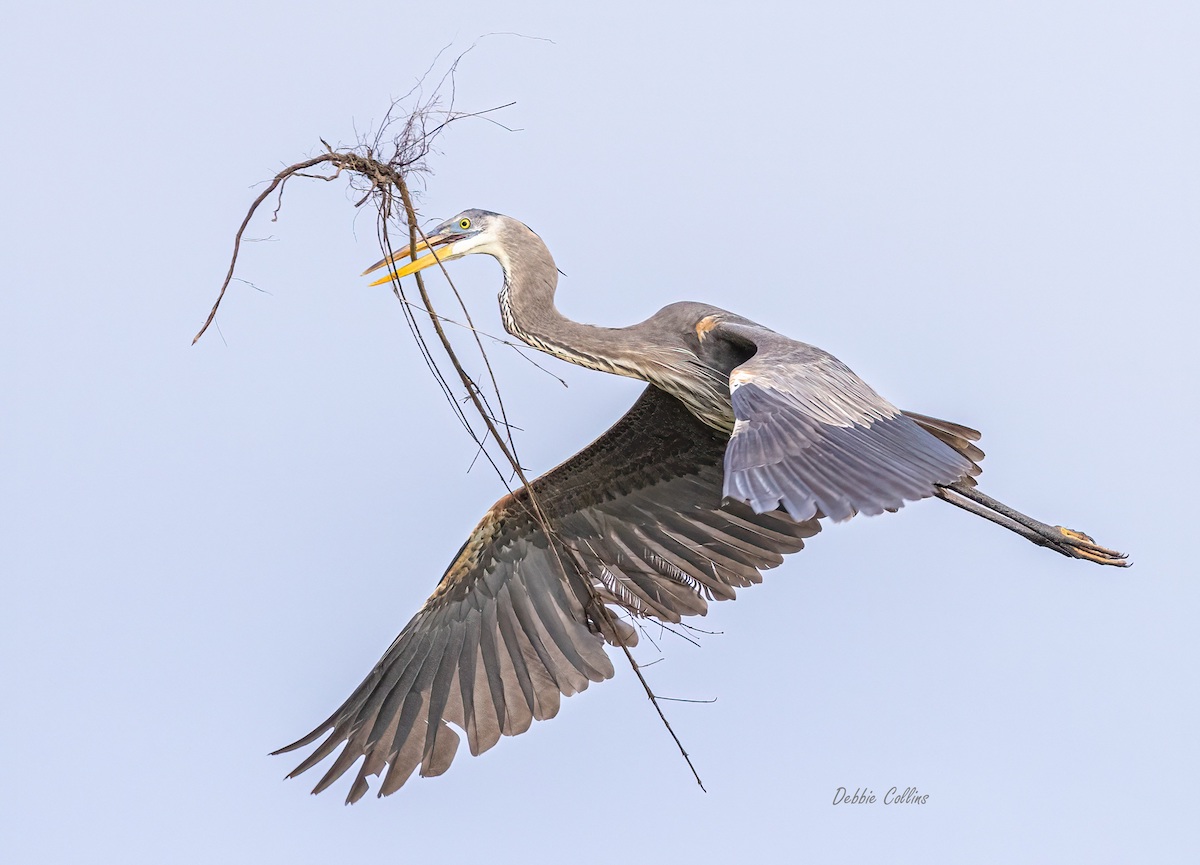 Great Blue Heron Building Nest In The Villages