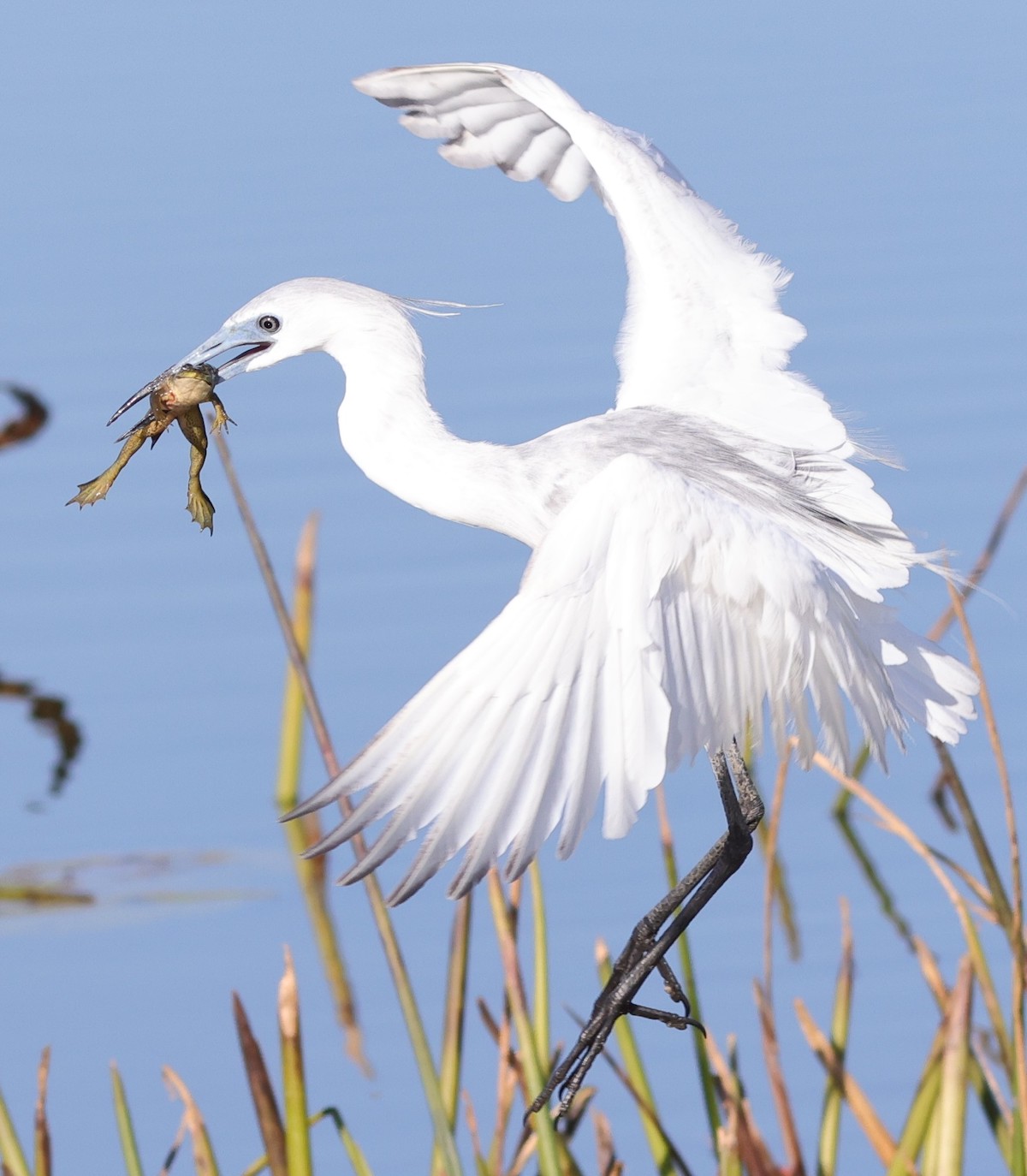 Little Blue Heron Catches Frog In The Villages