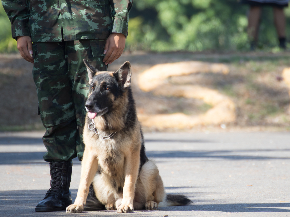 Military dog