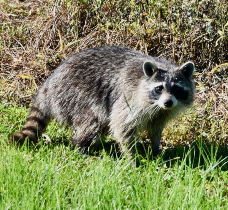 Raccoon Making Evening Visit To The Village Of Collier