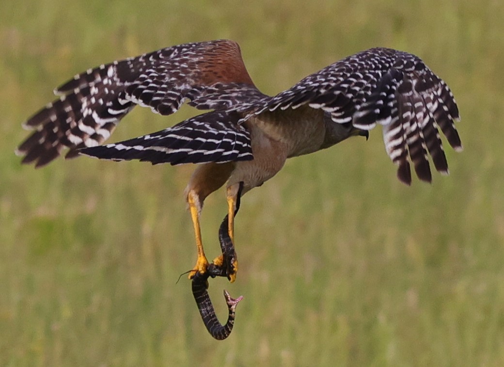 Red-Shouldered Hawk Catches Snake At Hogeye Pathway In The Villages