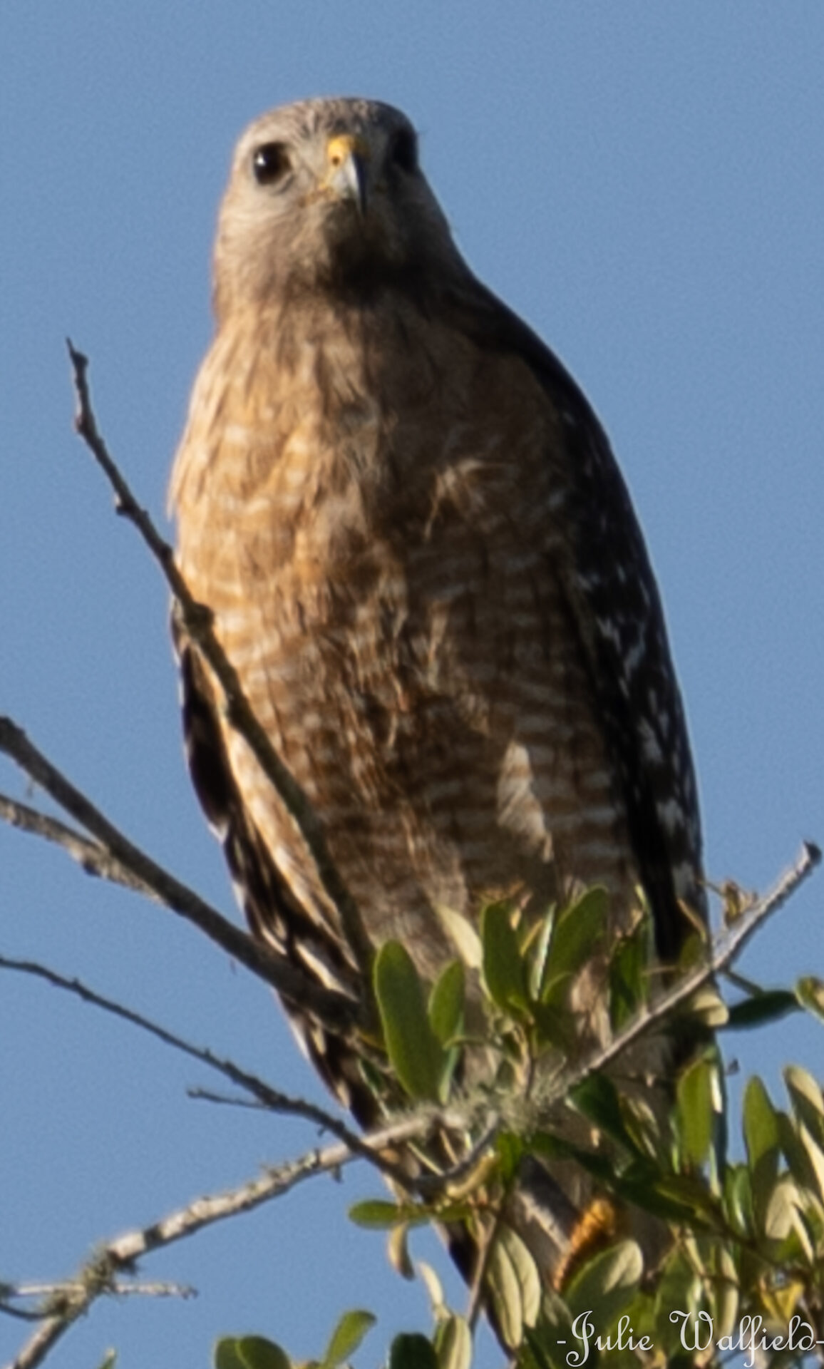 Red-Shouldered Hawk Resting On Fenney Nature Trail