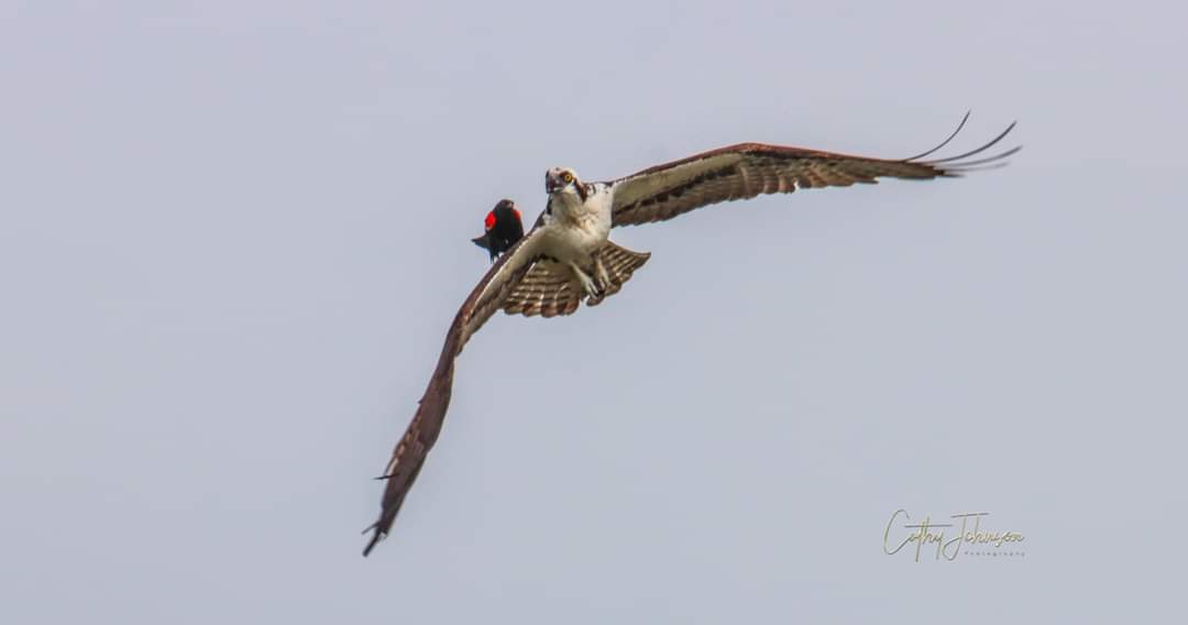 Red-Winged Blackbird Catching Ride On Ospreys Wing In The Villages