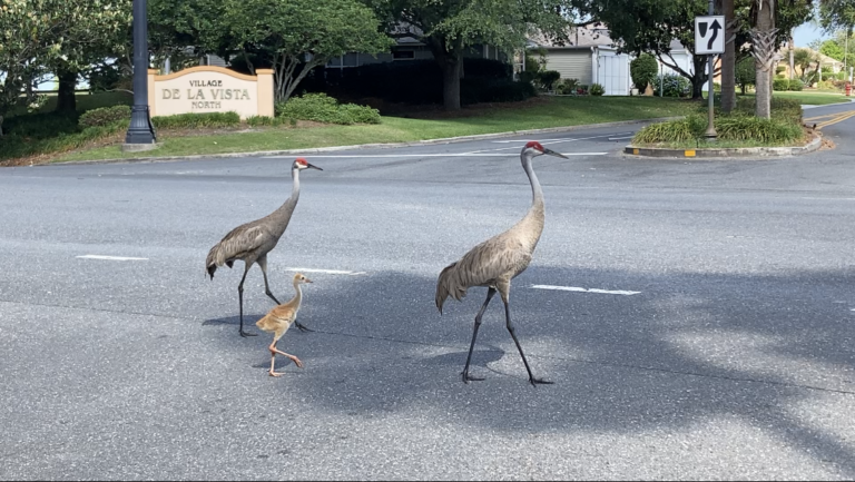 Sandhill Crane Family Out For A Stroll In The Villages