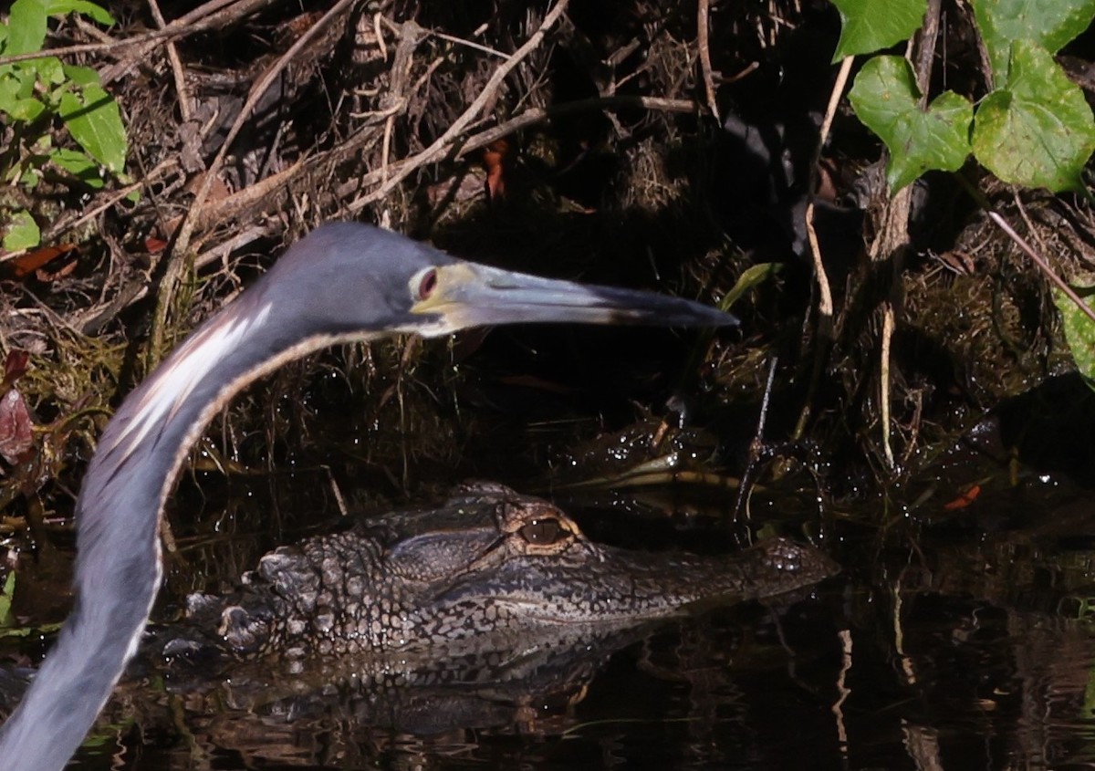 Tricolored Heron And Alligator At Fenney Nature Trail