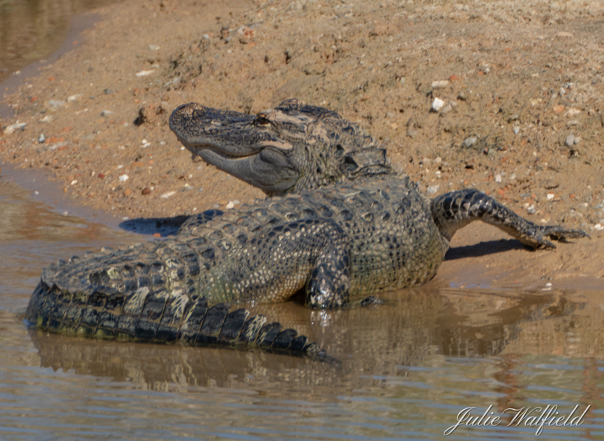 Alligator In Shallow Pond Near Village Of Richmond