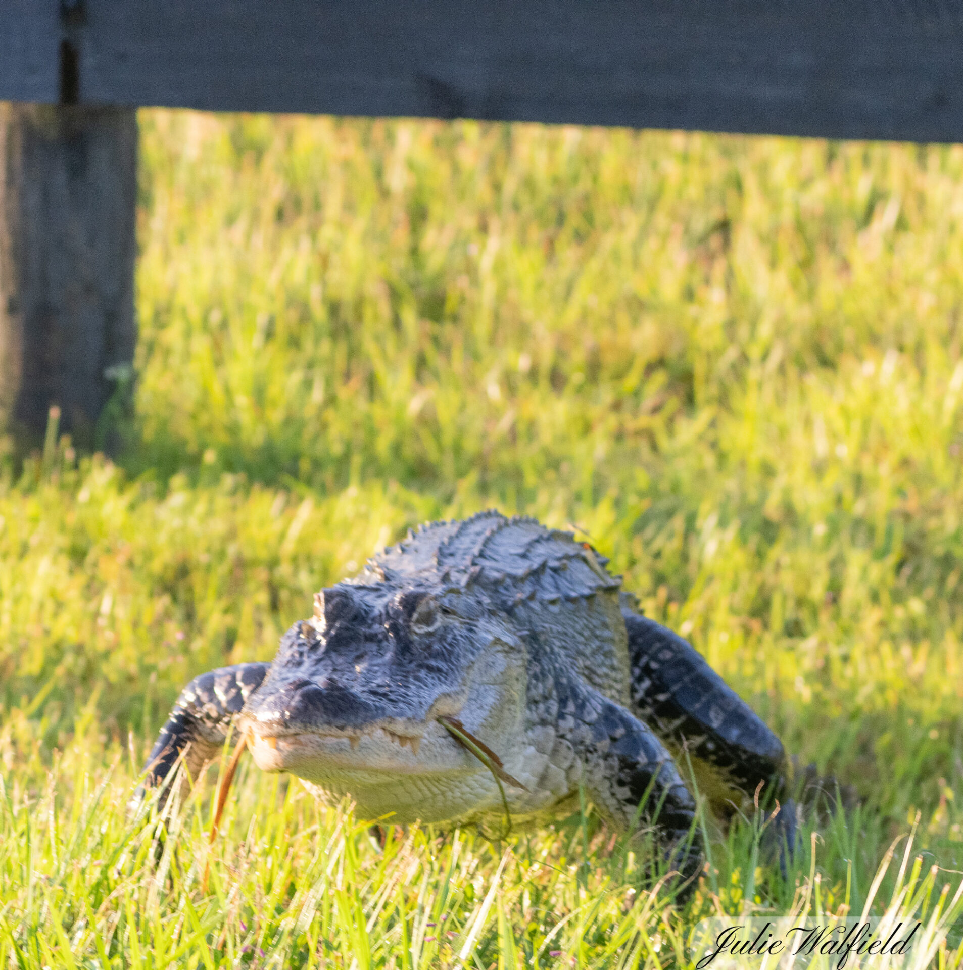 Alligator Passing Under Fence At Hogeye Pathway In The Villages