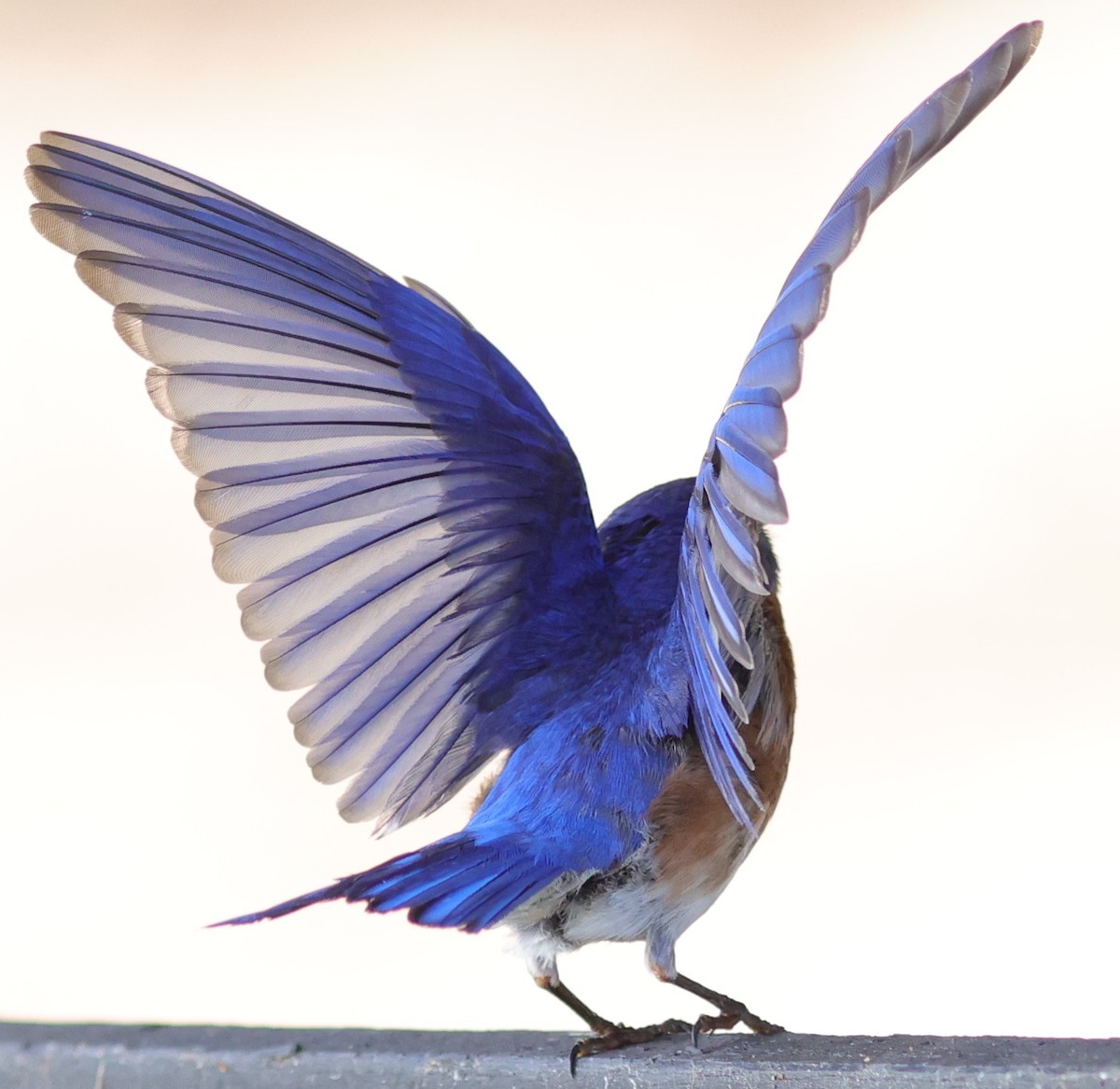 Beautiful Eastern Bluebird Ready To Take Flight At Hogeye Pathway