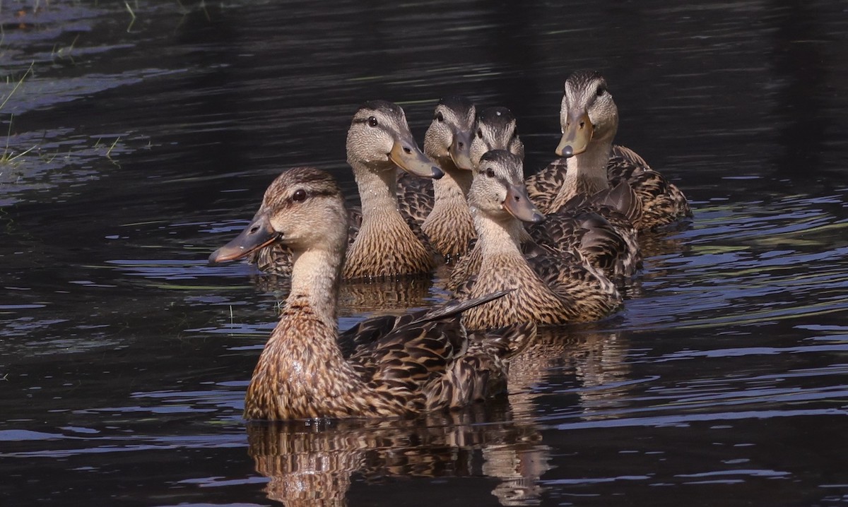 Family Of Mottled Ducks Behind Lake Deaton Plaza