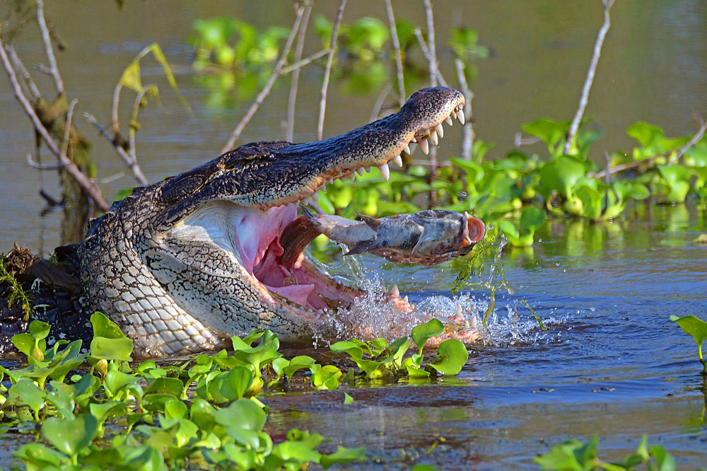 Large Alligator Ready To Swallow A Fish In The Villages