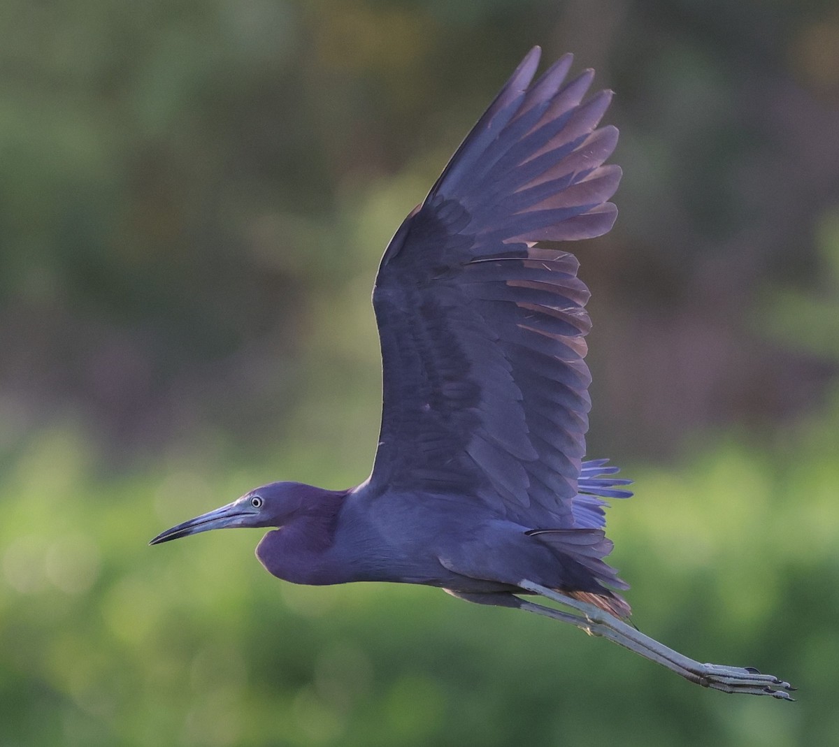 Little Blue Heron Flying Over Pond Near Hogeye Pathway
