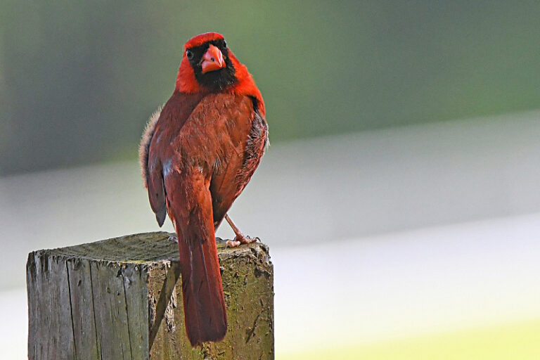 Male Cardinal On Fence In The Villages