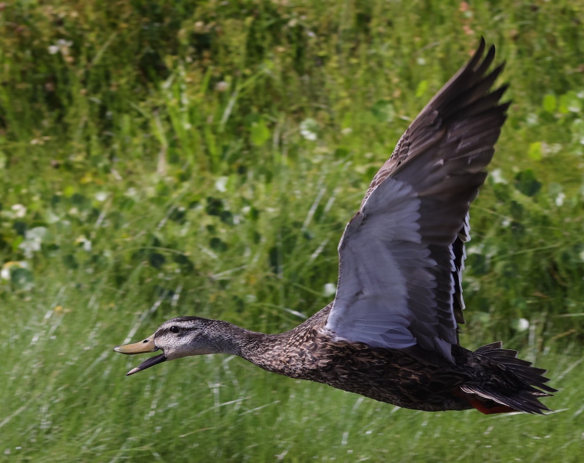 Mottled Duck Flying Behind Lake Deaton Plaza