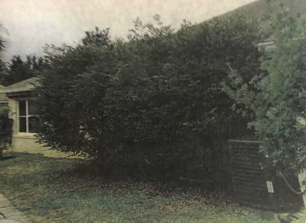 Overgrown bushes are a problem at this home in the Village of Santiago