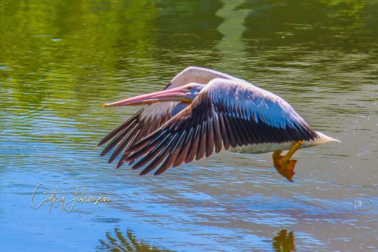 Pelican Taking Flight In The Village Of Monarch Grove
