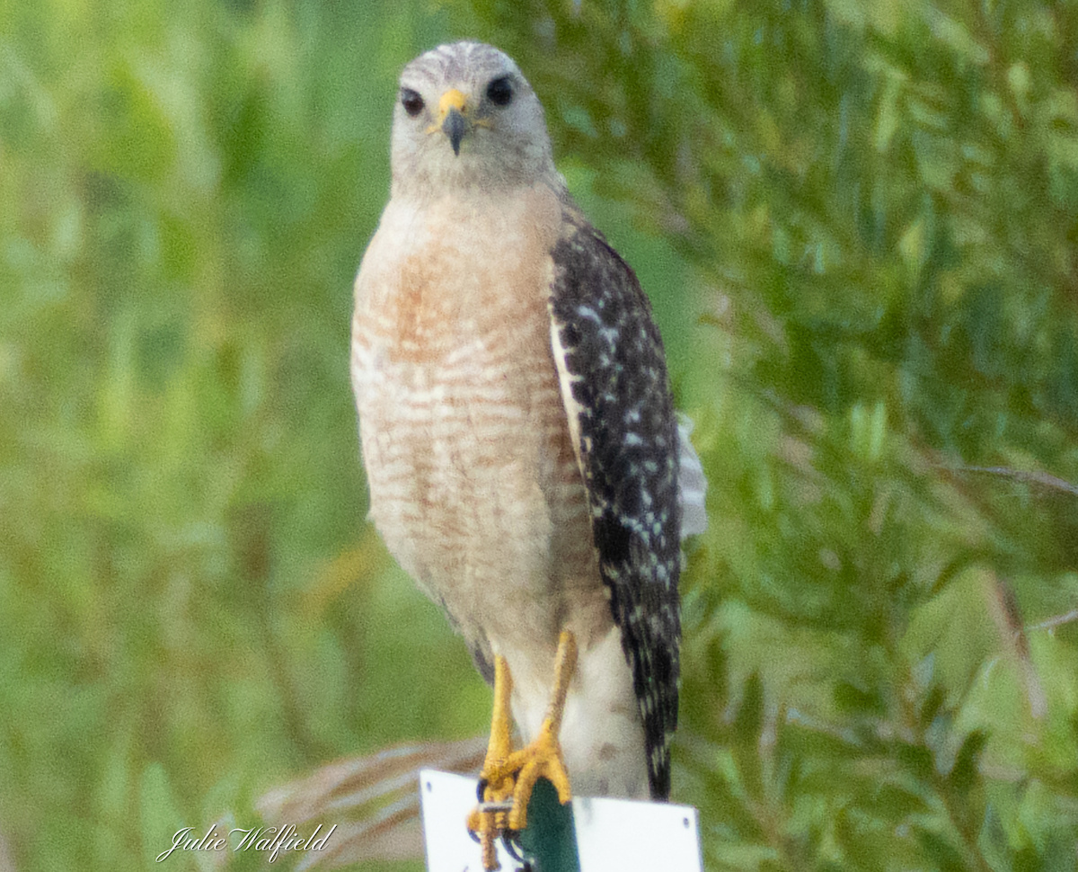 Red-Shouldered Hawk Posing On Sign In The Villages