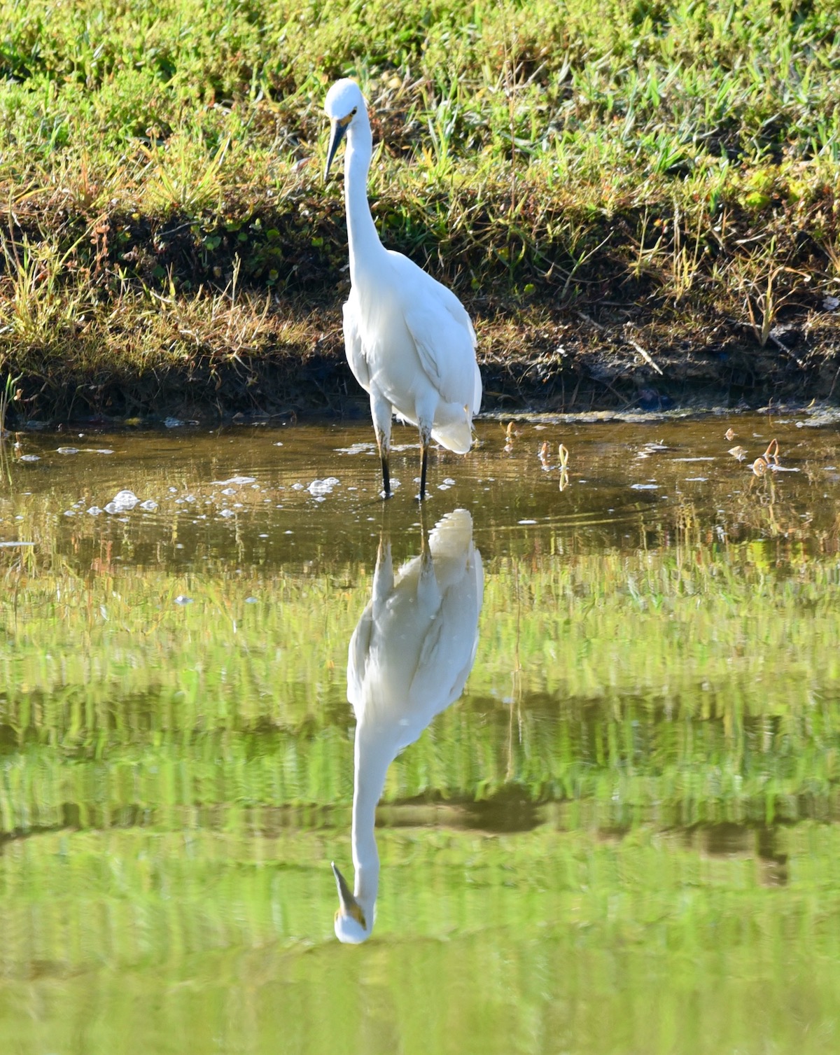 Snowy Egret Reflecting On Pond In The Village Of Collier