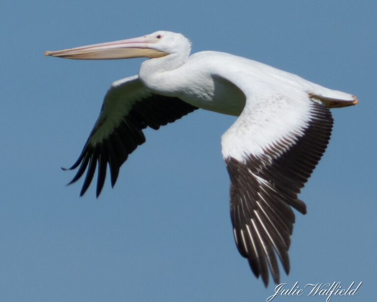 White Pelican Flying Over Pond In The Villages