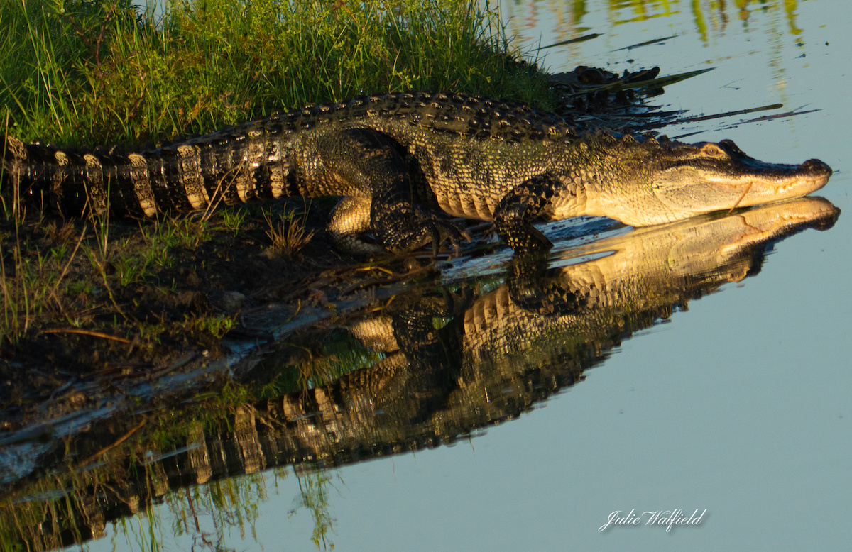 Alligator And Reflection On Water At Hogeye Pathway In The Villages
