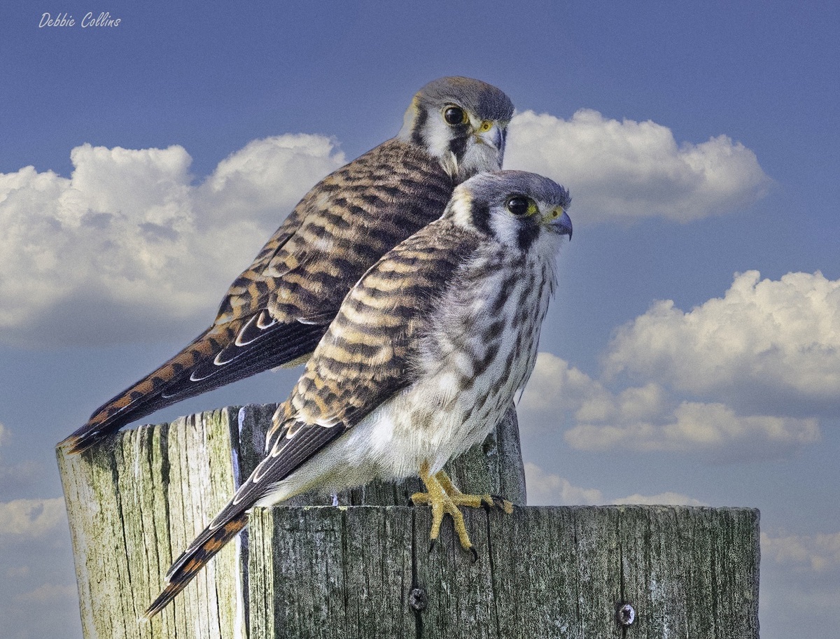 American Kestrels On Virginia Golf Course At Mallory Hill Country Club