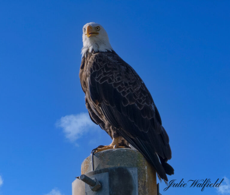 Bald Eagle Looking For Next Meal At Spanish Springs In The Villages