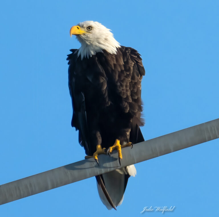 Bald Eagle On Electrical Tower Near Spanish Springs In The Villages