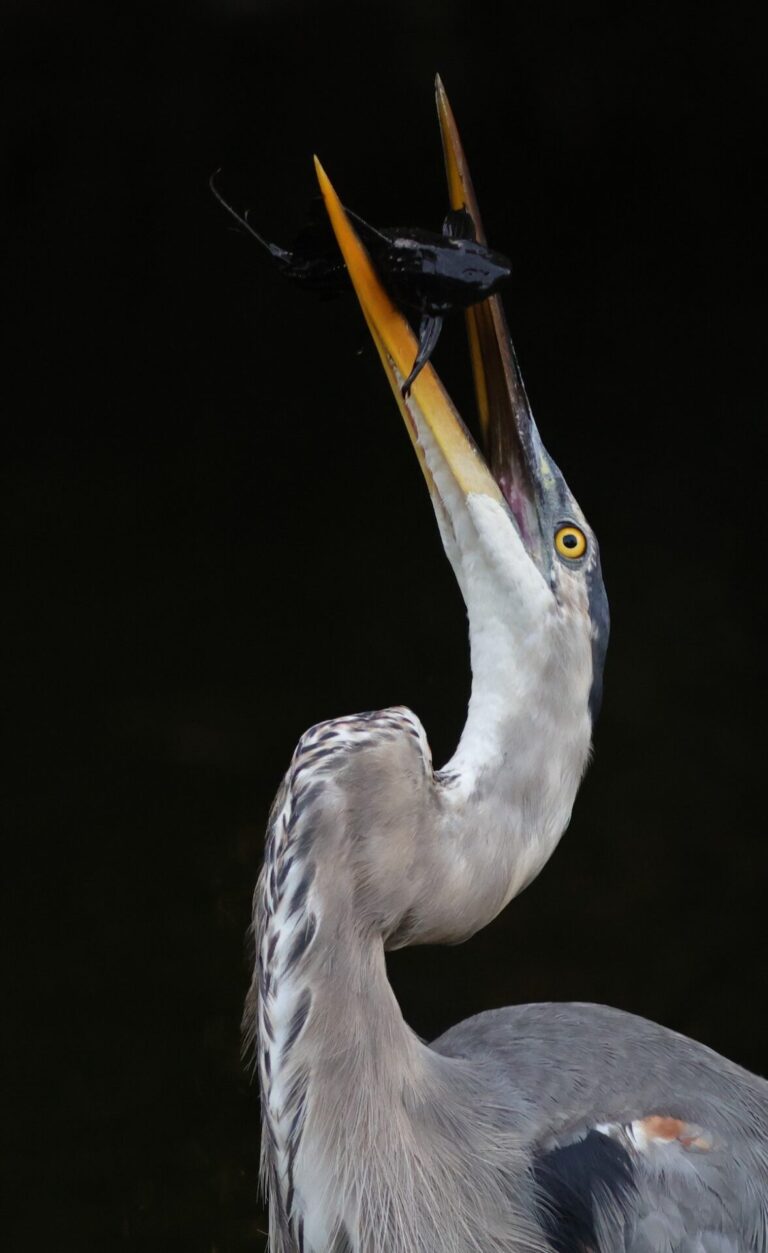 Great Blue Heron With Armored Catfish Breakfast At Hogeye Pathway