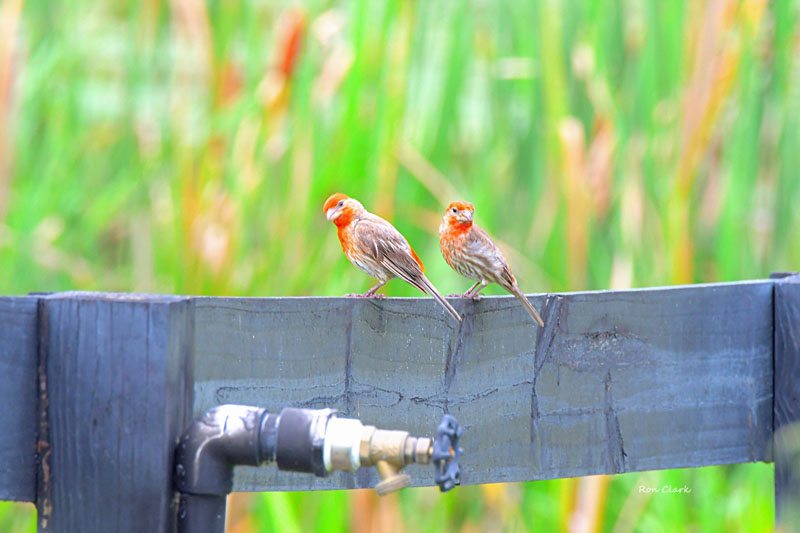 Pair Of House Finches Visiting Butterfly Garden At The Lake Deaton United Methodist Church