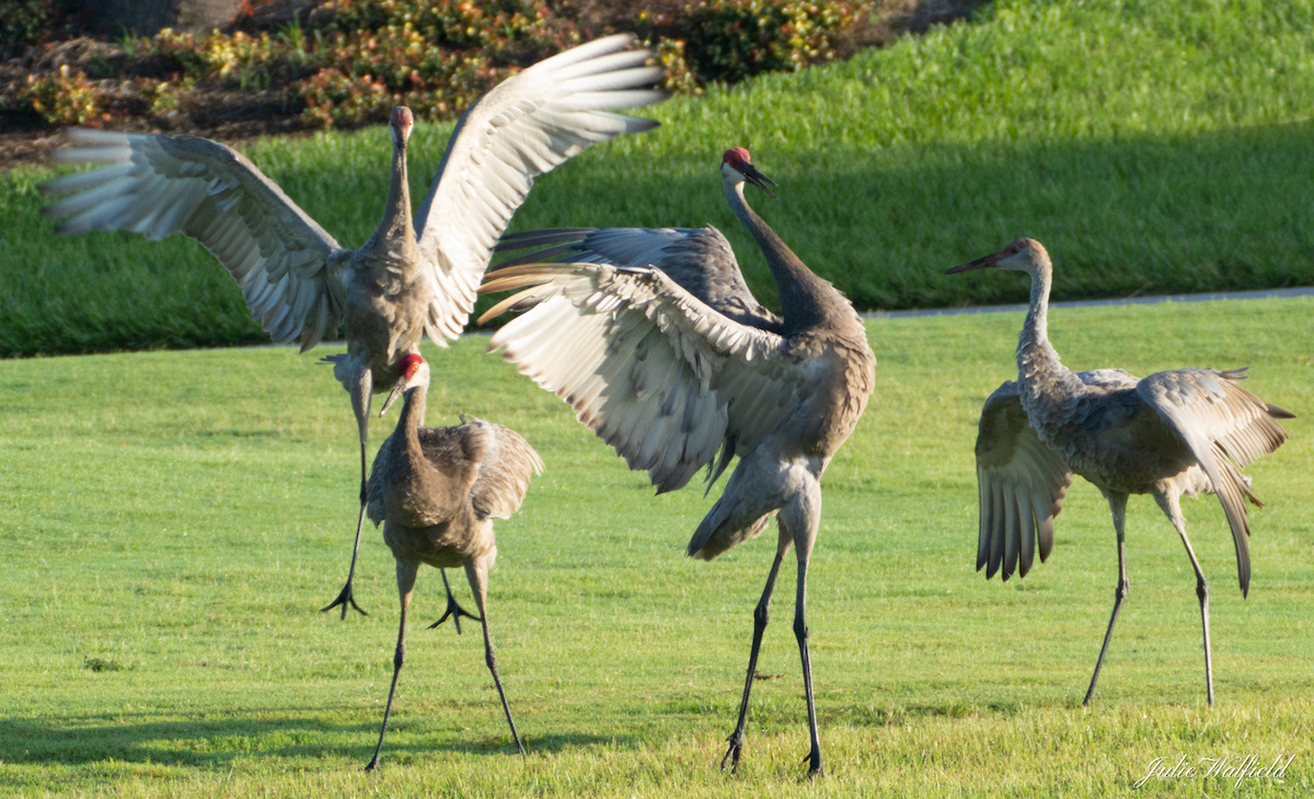 Sandhill Cranes Performing A Happy Dance On Hogeye Pathway