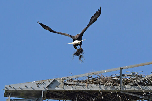A Bald Eagle brings in some moss and sticks for the nest.