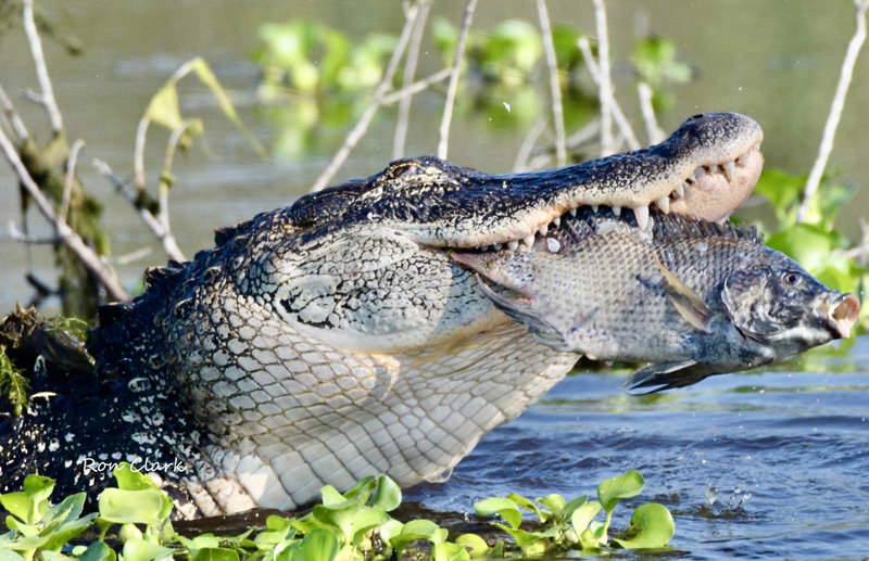 Alligator Catches Big Fish In The Villages