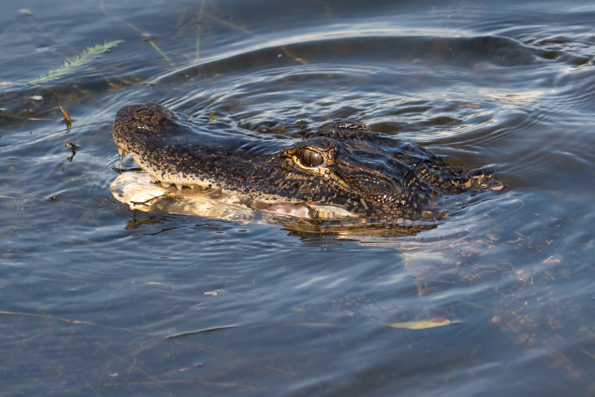 Alligator With Fish Breakfast In The Village Of Bradford