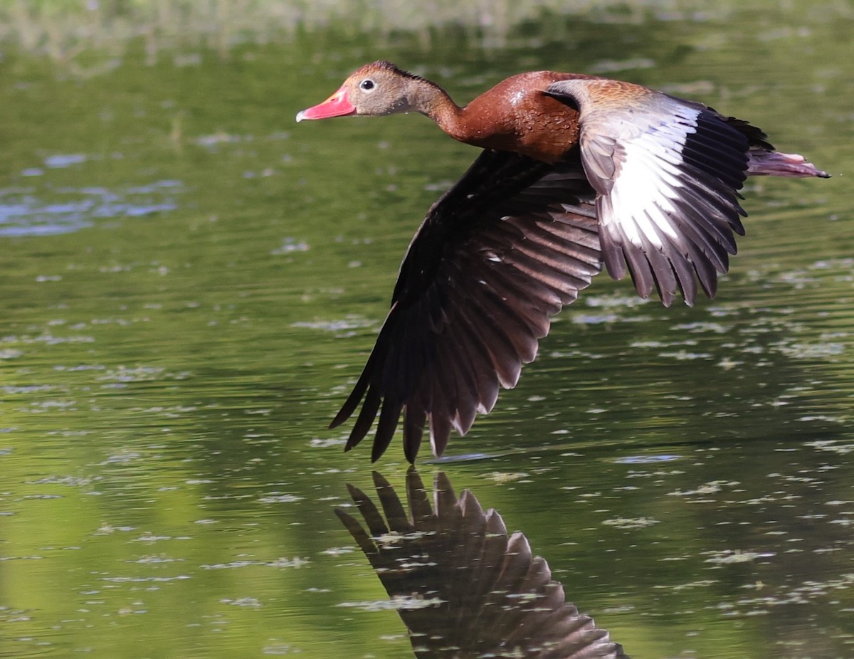 Black-Bellied Whistling Duck Flying Over Pond In The Village Of Fenney
