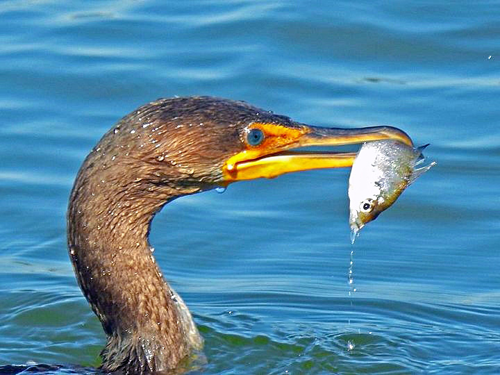 Cormorant Catches Fish From Retention Pond In The Villages