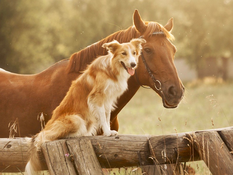 Farm Dog