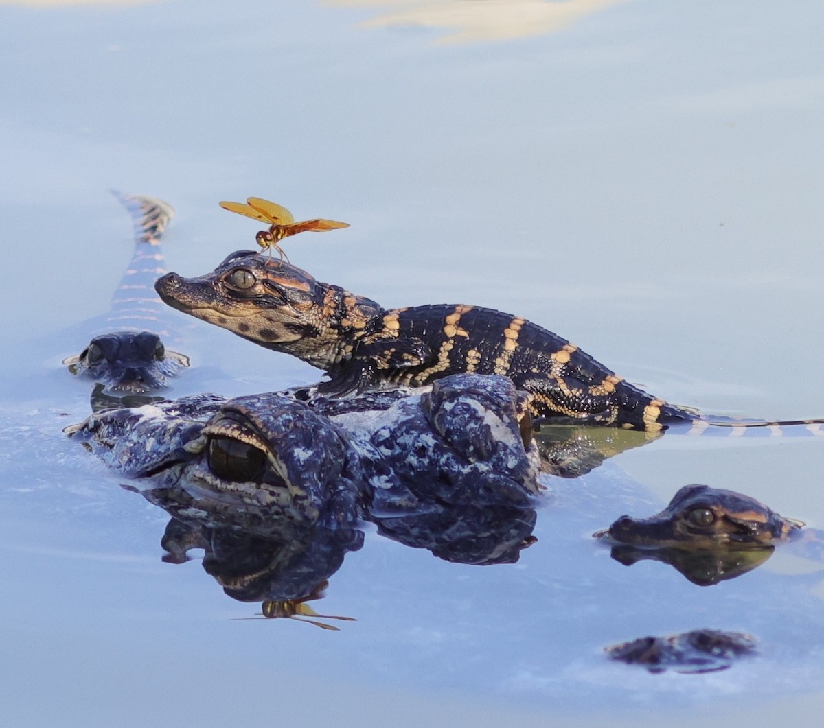 Four Alligators And A Dragonfly In The Village Of Fenney