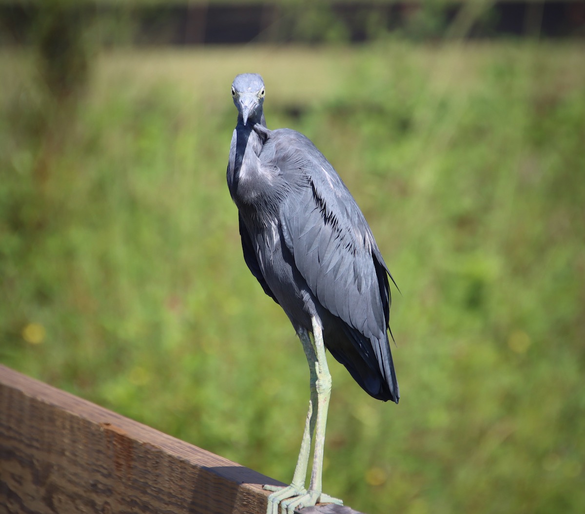 Little Blue Heron At Sharon Rose Wiechens Preserve
