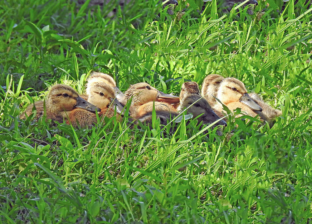 Mallard Ducklings Hiding In The Grass At Sunrise In The Villages