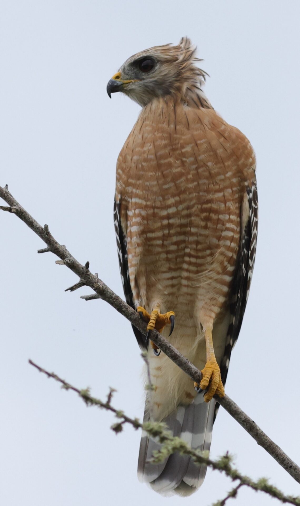 Red-Shouldered Hawk In The Wind At Hogeye Pathway In The Villages