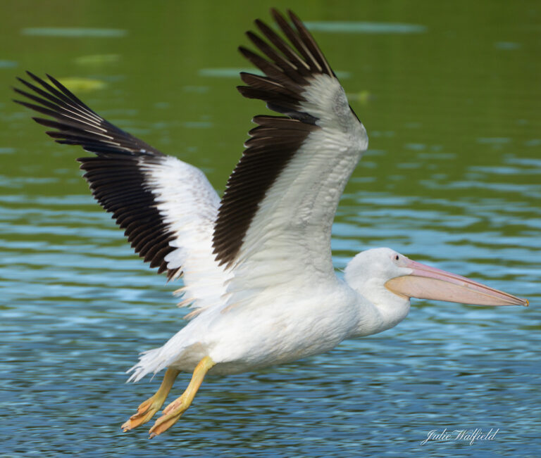 White Pelican Flying Over Pond In The Village Of Bradford
