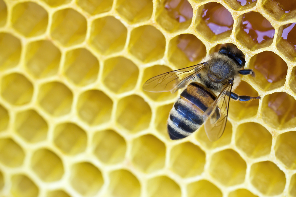 bee hive