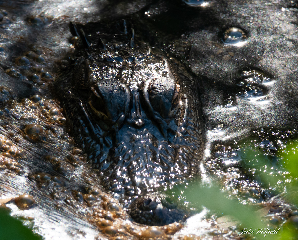 Alligator Camouflaged In Pond Near Brownwood In The Villages