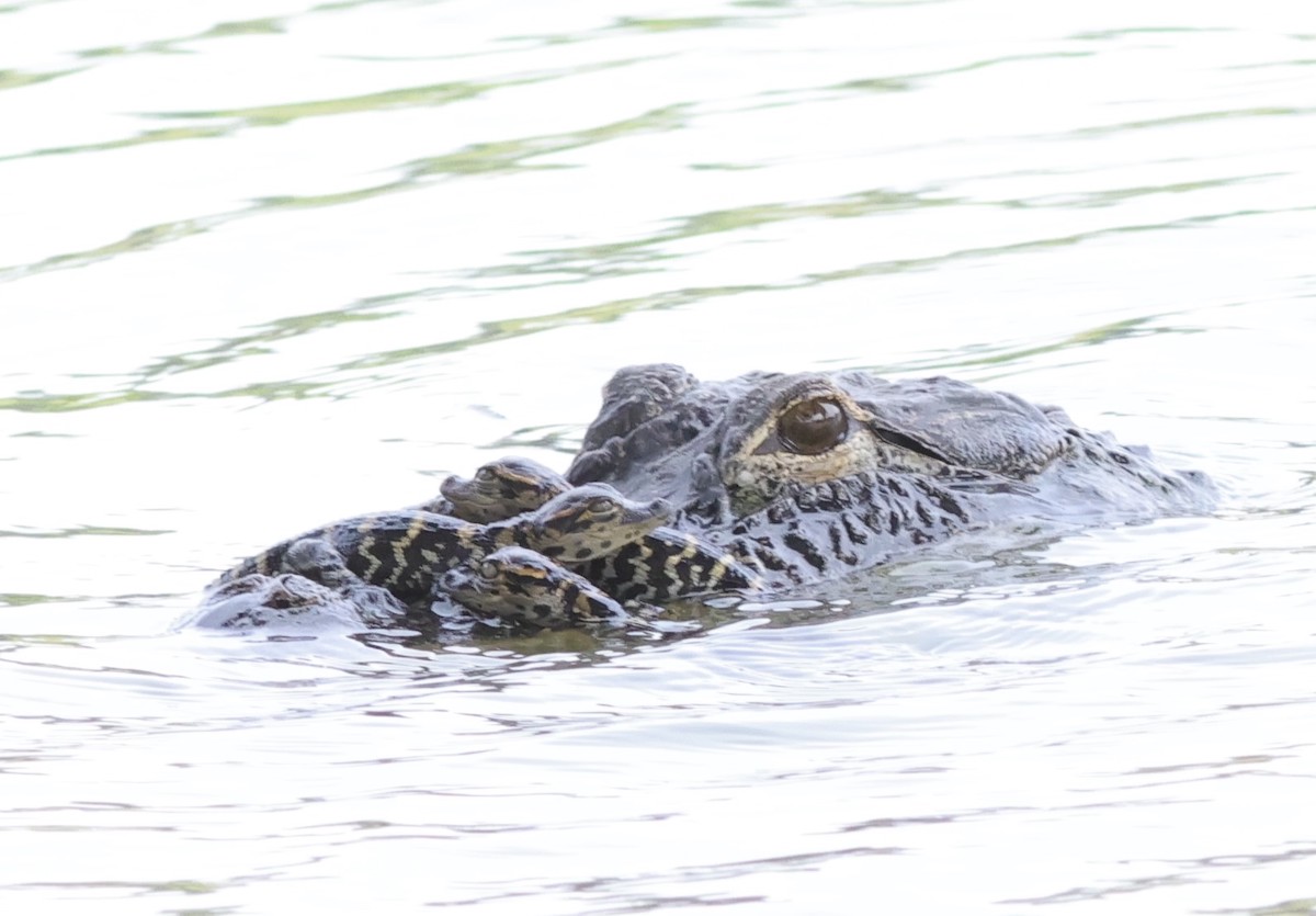 Alligator Family Swimming In The Village Of Fenney