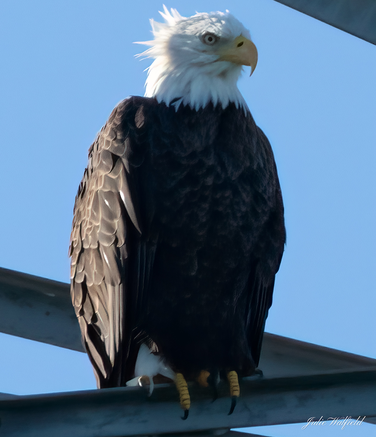 Bald Eagle With Bad Hair Day Near Spanish Springs Town Square