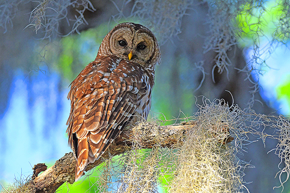 Barred Owl On Mossy Branch Near Fenney Nature Trail