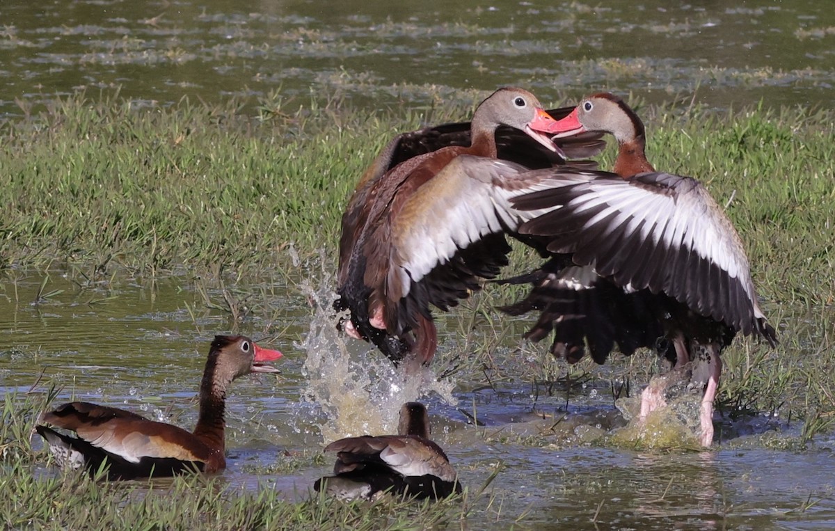 Black-Bellied Whistling Ducks Happy To Meet In The Village Of Fenney